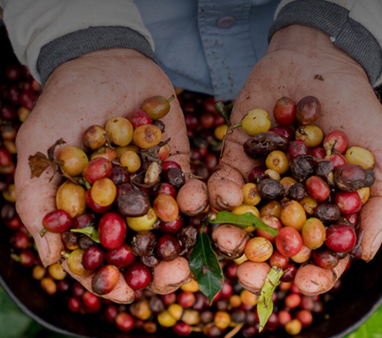 Quelles sont les différentes variétés de café en grain ? - L'Arbre